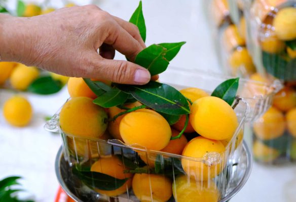 quả thanh trà nguồn gốc ở đâu