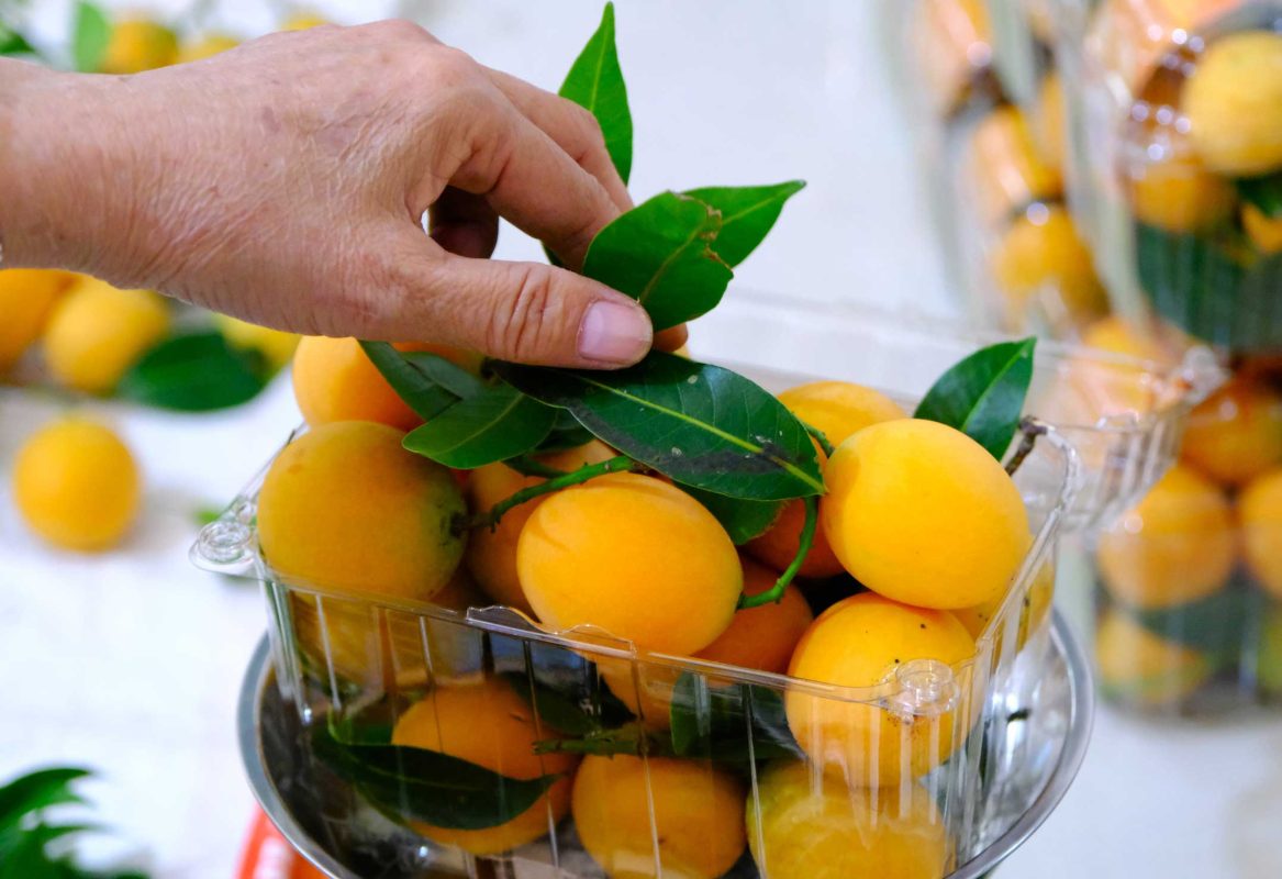 quả thanh trà nguồn gốc ở đâu
